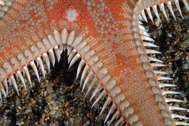 Astropecten irregularis e Astropecten aranciacus